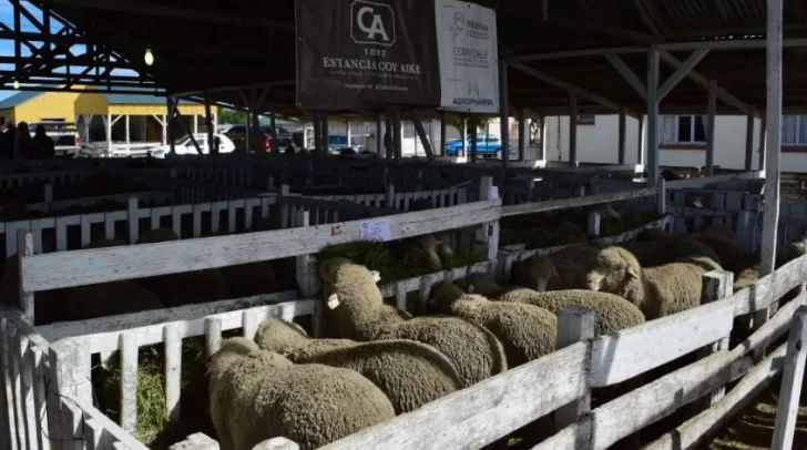 “No consideramos suficientemente válidos los argumentos expuestos por las autoridades para sostener esta decisión, que perjudica y pone en riesgo la sanidad de la región y su reconocimiento internacional”, remarcaron los productores. “No consideramos suficientemente válidos los argumentos expuestos por las autoridades para sostener esta decisión, que perjudica y pone en riesgo la sanidad de la región y su reconocimiento internacional”, remarcaron los productores.