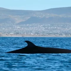 Santa Cruz y Chubut coordinan acciones para el avistamiento responsable de la ballena Sei