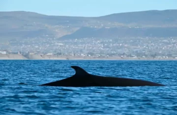 Santa Cruz y Chubut coordinan acciones para el avistamiento responsable de la ballena Sei Santa Cruz y Chubut coordinan acciones para el avistamiento responsable de la ballena Sei