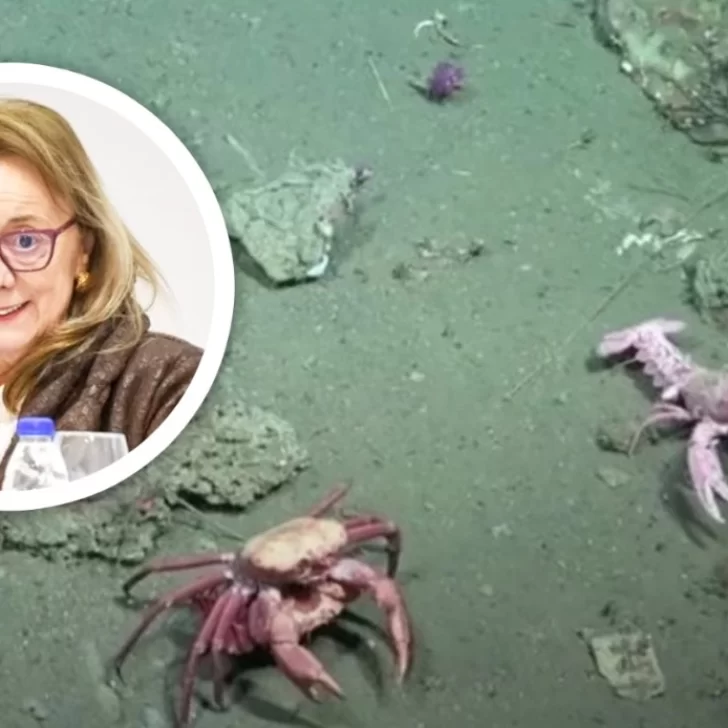 Alicia Kirchner, otra fanática de la trasmisión en vivo del CONICET Alicia Kirchner, otra fanática de la trasmisión en vivo del CONICET