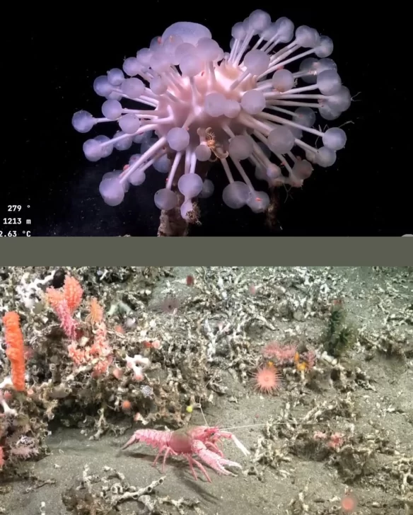 ENCONTRARON-A-PATRICIO-ESTRELLA-EN-MAR-DEL-PLATA🌊-Mas-de-30-investigadores-del-Conicet-junto-a-1-584x728