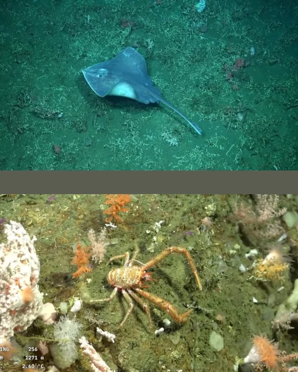 ENCONTRARON-A-PATRICIO-ESTRELLA-EN-MAR-DEL-PLATA🌊-Mas-de-30-investigadores-del-Conicet-junto-a-584x728