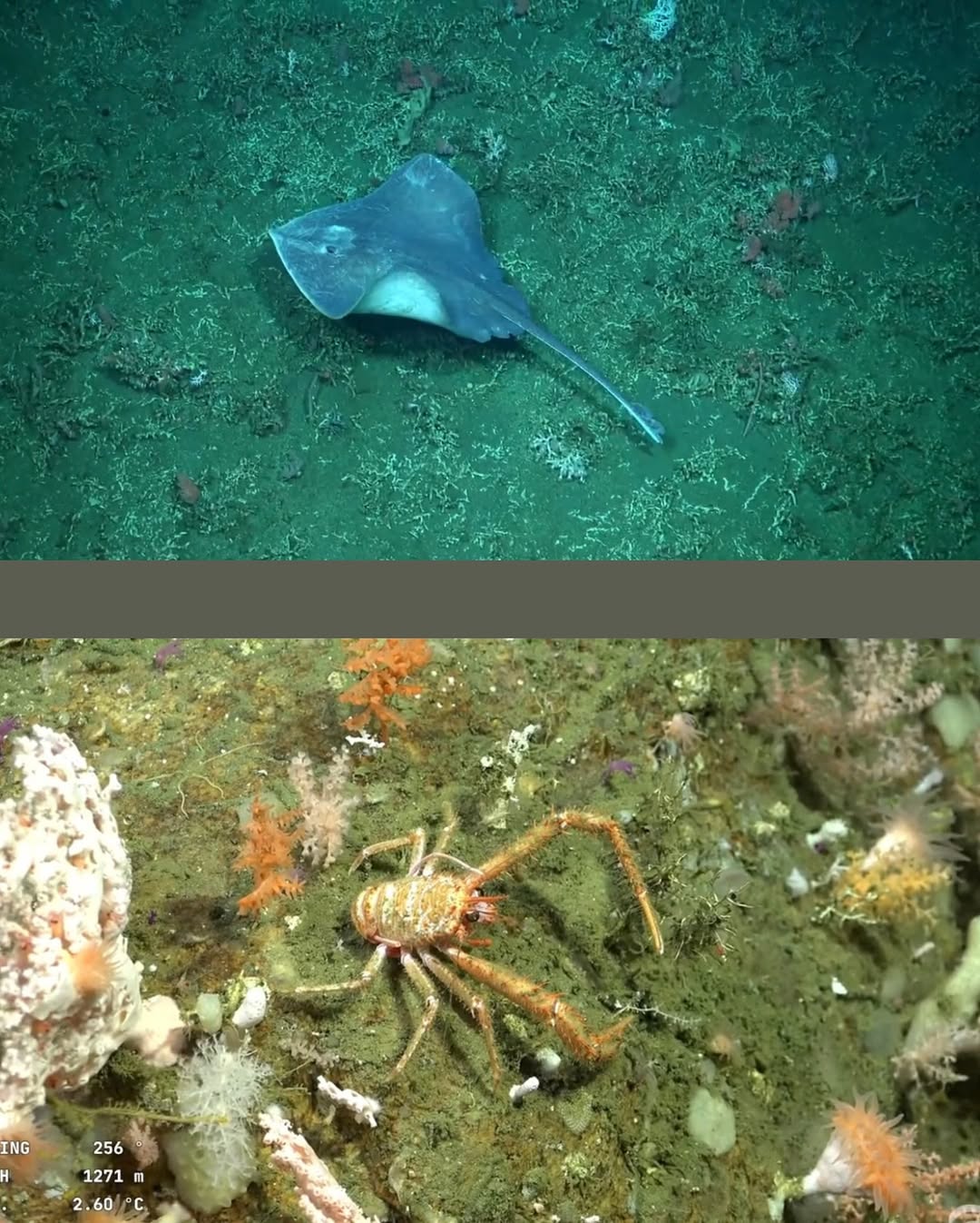 ENCONTRARON-A-PATRICIO-ESTRELLA-EN-MAR-DEL-PLATA🌊-Mas-de-30-investigadores-del-Conicet-junto-a-584x728