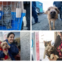 ¡Guau, qué éxito!: se realizó jornada de vacunación de mascotas en La Opinión Austral