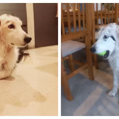 La historia de “Luz”: le fracturaron el cráneo y la tiraron, pero fue rescatada, sobrevivió y la adoptaron