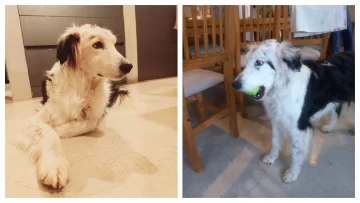 La historia de “Luz”: le fracturaron el cráneo y la tiraron, pero fue rescatada, sobrevivió y la adoptaron La historia de “Luz”: le fracturaron el cráneo y la tiraron, pero fue rescatada, sobrevivió y la adoptaron