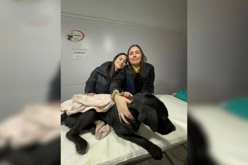 Operaron a Renato, el perro al que le ataron los genitales con alambre: “Perdió la sensibilidad para hacer pis y no la va a recuperar” Operaron a Renato, el perro al que le ataron los genitales con alambre: “Perdió la sensibilidad para hacer pis y no la va a recuperar”