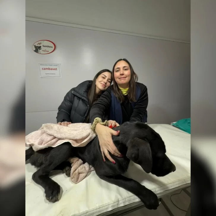 Operaron a Renato, el perro al que le ataron los genitales con alambre: “Perdió la sensibilidad para hacer pis y no la va a recuperar” Operaron a Renato, el perro al que le ataron los genitales con alambre: “Perdió la sensibilidad para hacer pis y no la va a recuperar”