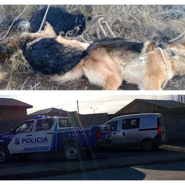 Crueldad animal en El Calafate: hubo allanamiento por los perros asesinados a balazos Crueldad animal en El Calafate: hubo allanamiento por los perros asesinados a balazos