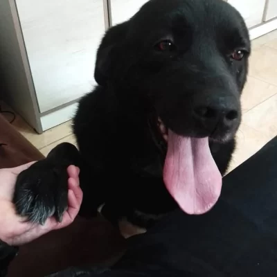 Apareció “Negrito”, el perro policial de Puerto Deseado