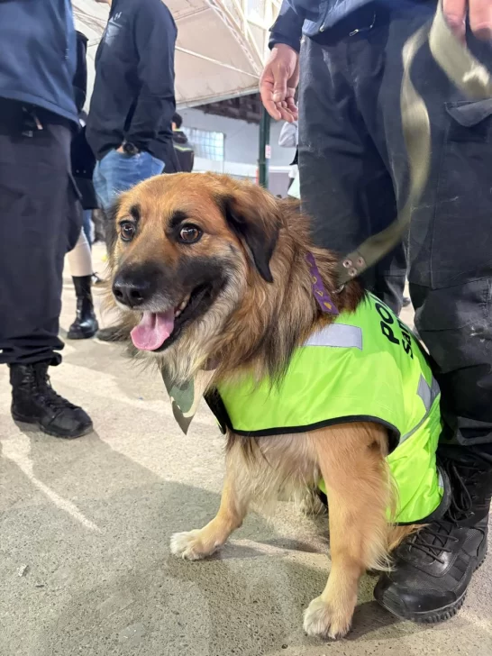 PELUSA-PERRO-DE-CHIMEN-AIKE-4-546x728 PELUSA-PERRO-DE-CHIMEN-AIKE-4-546x728