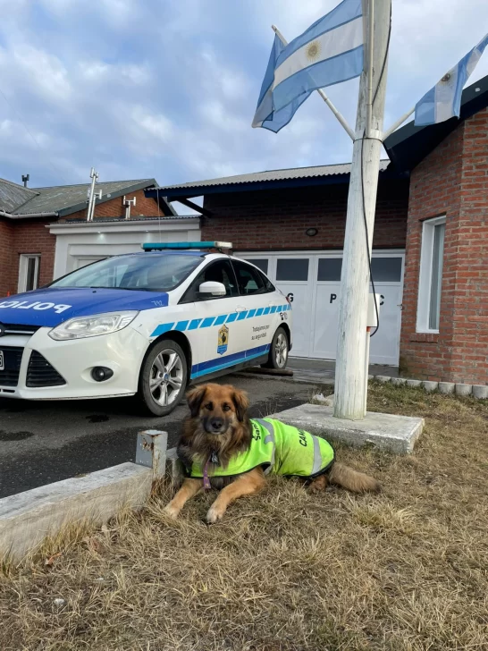 PELUSA-PERRO-DE-CHIMEN-AIKE-5-546x728 PELUSA-PERRO-DE-CHIMEN-AIKE-5-546x728