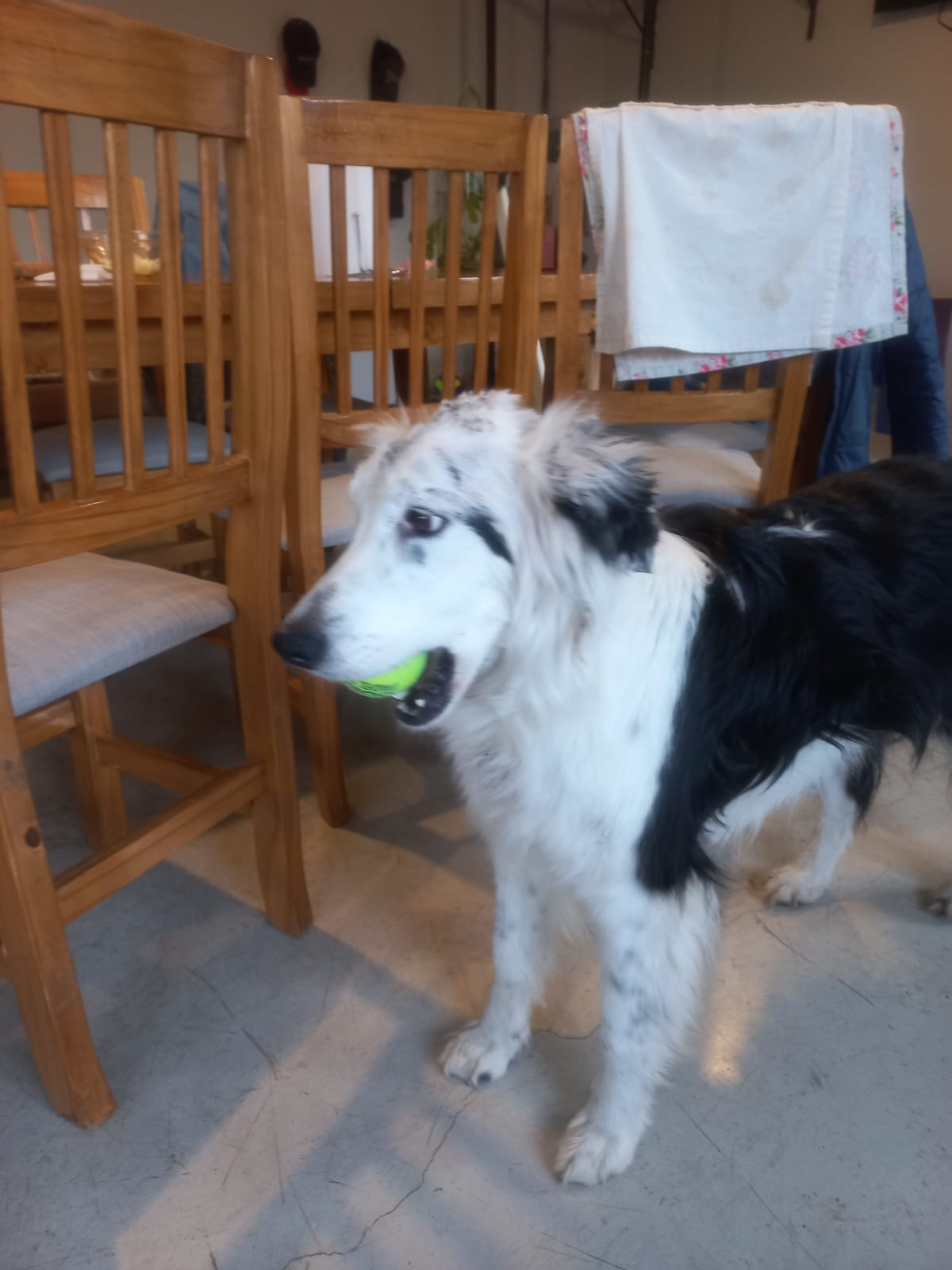  La perrita Border Collie con su pelota.