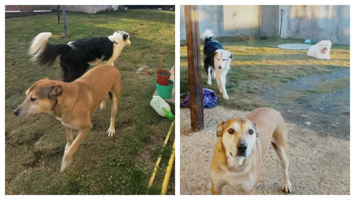 PERRITA-LUZ-RESCATADA-Y-HERMANOS-728x410 PERRITA-LUZ-RESCATADA-Y-HERMANOS-728x410