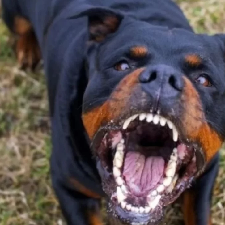En el Día del Perro, volvió la perrera a una ciudad de Santa Cruz En el Día del Perro, volvió la perrera a una ciudad de Santa Cruz