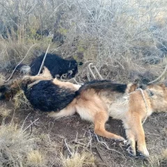 Investiga la policía: ataron a tres perros y los mataron a balazos en El Calafate