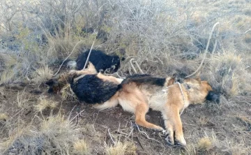 Investiga la policía: ataron a tres perros y los mataron a balazos en El Calafate Investiga la policía: ataron a tres perros y los mataron a balazos en El Calafate