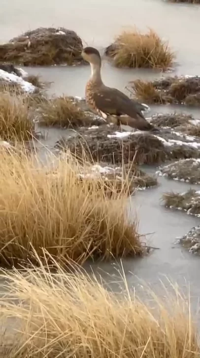  El pato crestón en Río Chico.