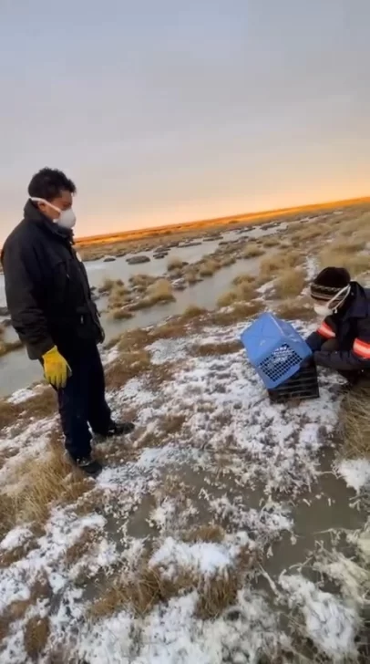  Luego de constatarse que se encontraba en condiciones, el animal fue trasladado.