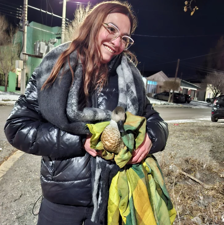 Rescataron a pato crestón que deambulaba en la calle