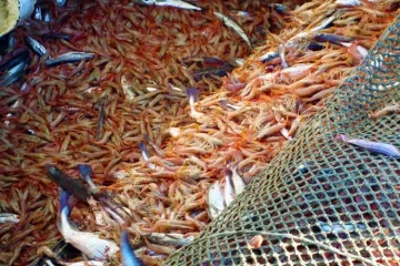 La prospección del langostino naufraga y peligra la temporada La prospección del langostino naufraga y peligra la temporada