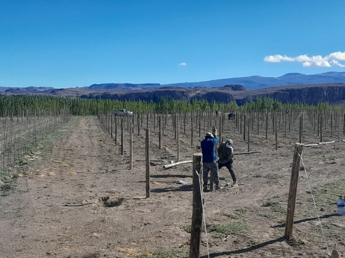  El Consejo Agrario Provincial (CAP) avanza en el Plan de Desarrollo Vitivinícola de Santa Cruz, impulsado con aportes provenientes del Consejo Federal de Inversiones (CFI) en Lago Posadas.