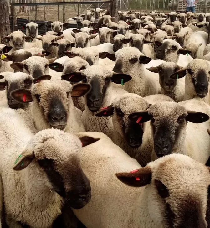 Nutrición ovina: de la ciencia al campo, en tres etapas de la alimentación