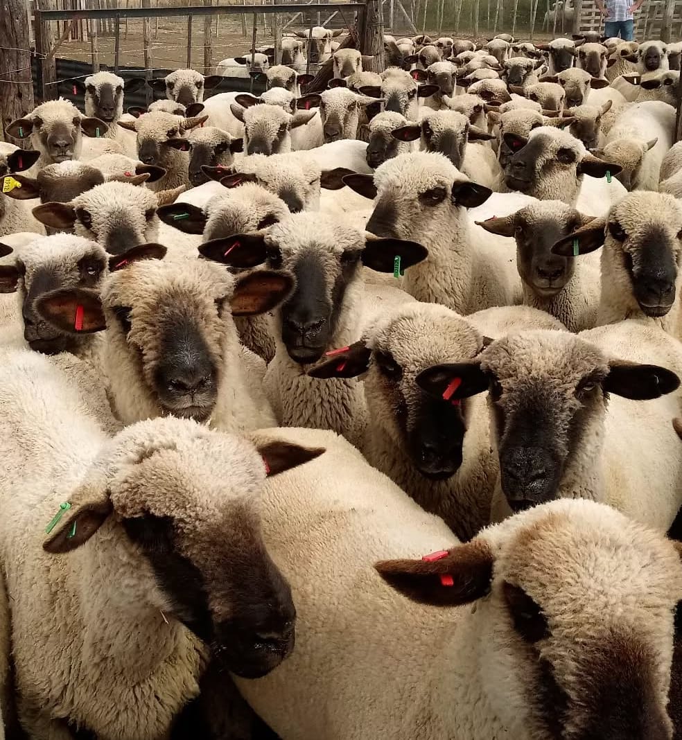 Nutrición ovina: de la ciencia al campo, en tres etapas de la alimentación