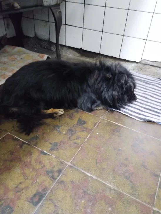 Barrio del Carmen: piden ayuda para encontrar a &#8220;Osito&#8221;, el perro de una abuela