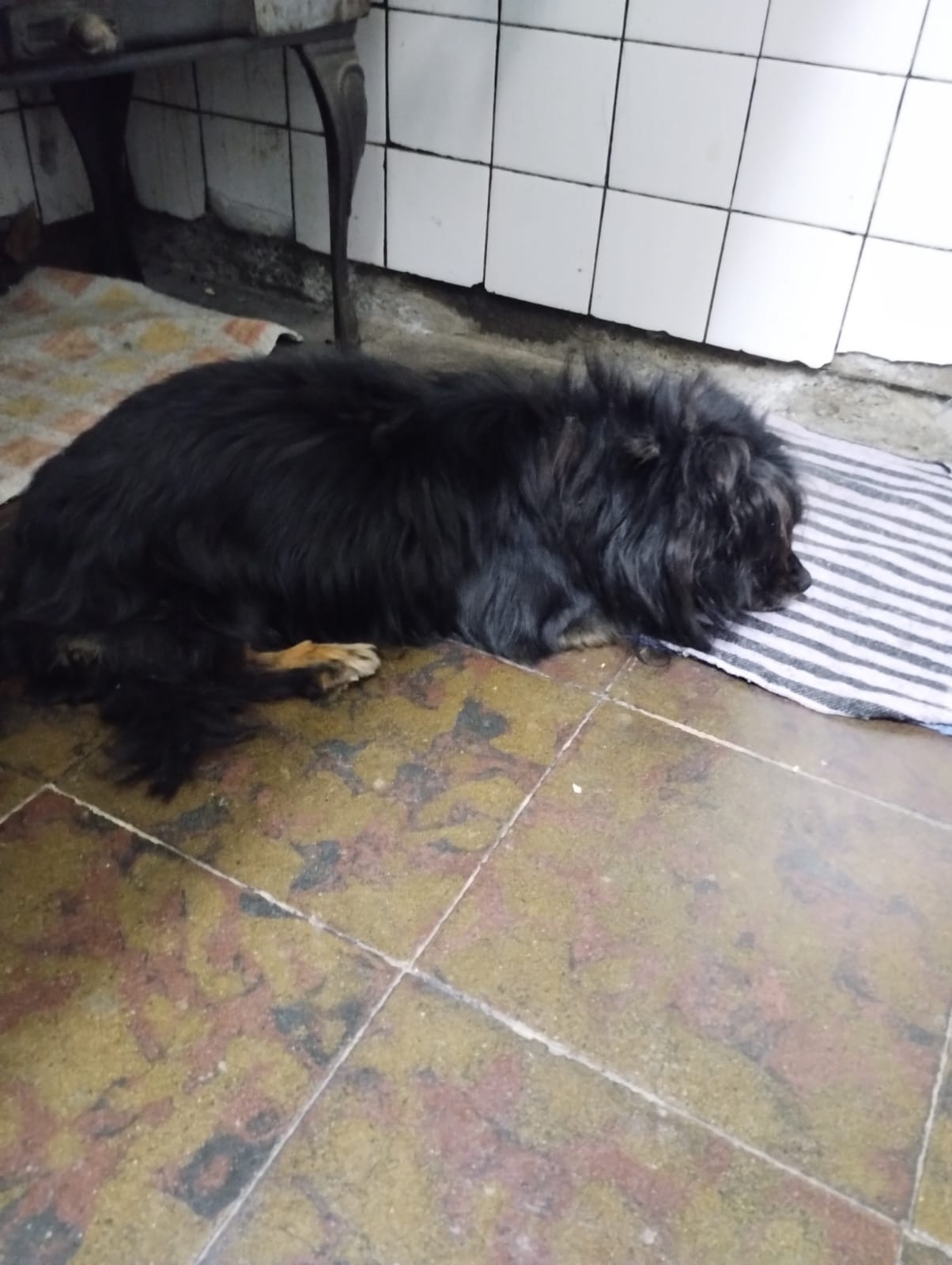 Barrio del Carmen: piden ayuda para encontrar a &#8220;Osito&#8221;, el perro de una abuela