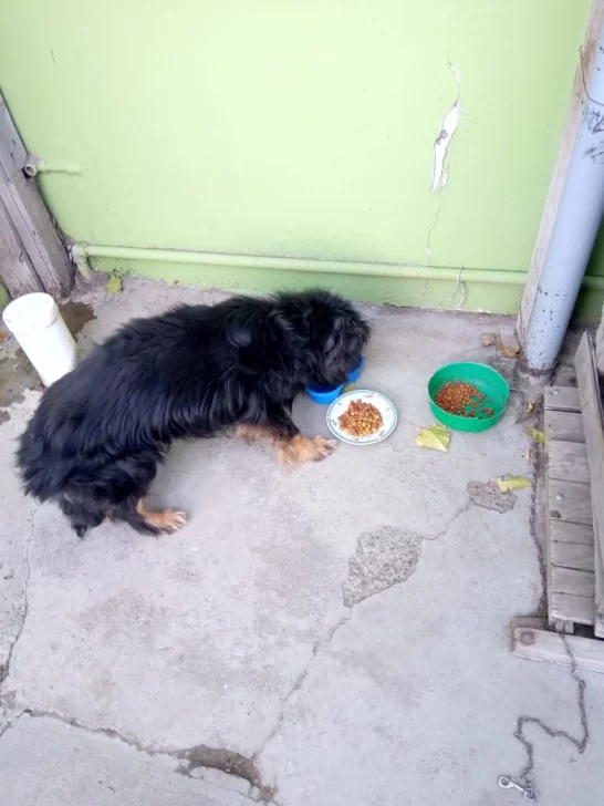 Barrio del Carmen: piden ayuda para encontrar a &#8220;Osito&#8221;, el perro de una abuela