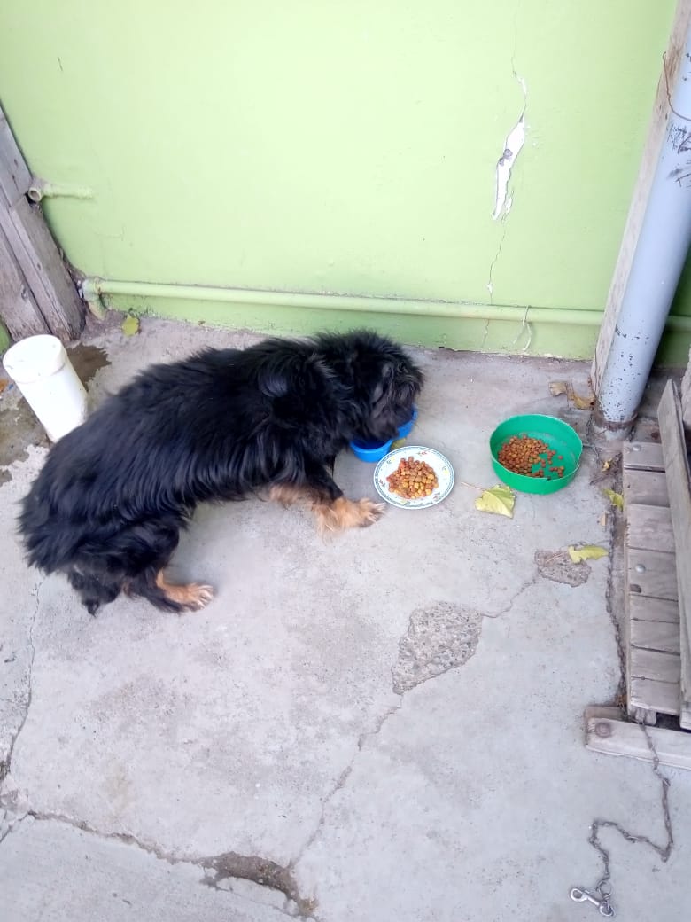 Barrio del Carmen: piden ayuda para encontrar a &#8220;Osito&#8221;, el perro de una abuela