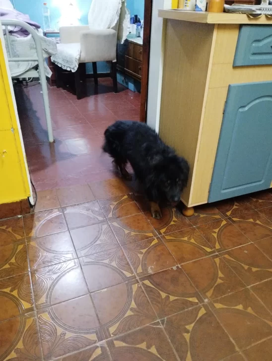 Barrio del Carmen: piden ayuda para encontrar a “Osito”, el perro de una abuela