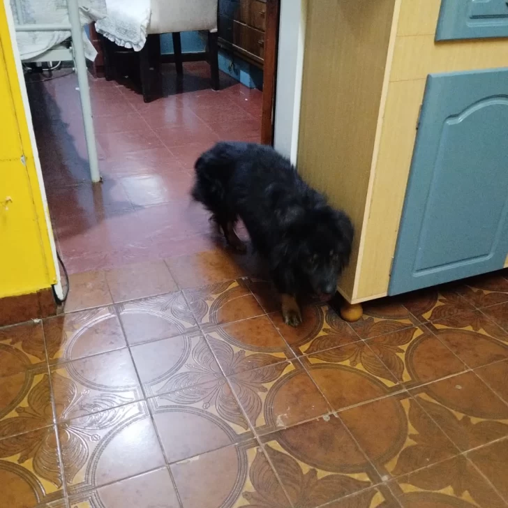 Barrio del Carmen: piden ayuda para encontrar a “Osito”, el perro de una abuela Barrio del Carmen: piden ayuda para encontrar a “Osito”, el perro de una abuela