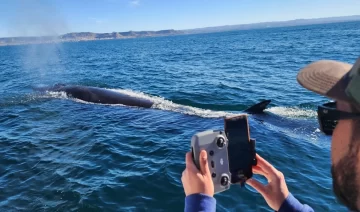 Avistamiento de la ballena Sei en Santa Cruz y Chubut: “El proyecto es bello, pero requiere compromiso” Avistamiento de la ballena Sei en Santa Cruz y Chubut: “El proyecto es bello, pero requiere compromiso”