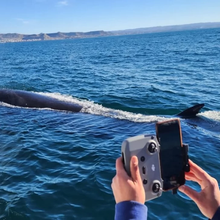 Avistamiento de la ballena Sei en Santa Cruz y Chubut: “El proyecto es bello, pero requiere compromiso” Avistamiento de la ballena Sei en Santa Cruz y Chubut: “El proyecto es bello, pero requiere compromiso”