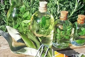 Agosto y una tradición que no se pierde: el significado de tomar caña con ruda en ayunas Agosto y una tradición que no se pierde: el significado de tomar caña con ruda en ayunas