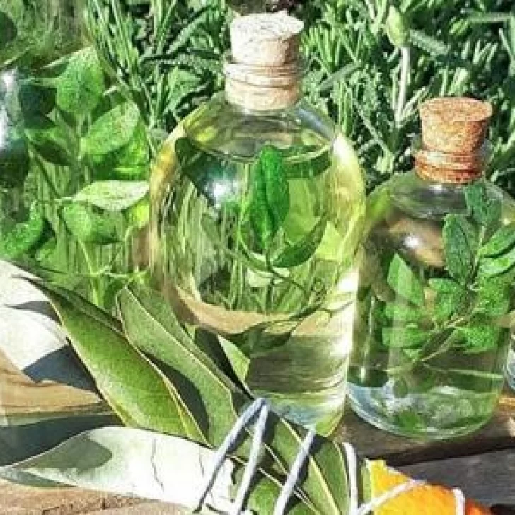 Agosto y una tradición que no se pierde: el significado de tomar caña con ruda en ayunas Agosto y una tradición que no se pierde: el significado de tomar caña con ruda en ayunas
