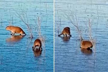 Ola de frío histórica en Corrientes: dos carpinchos se metieron a una laguna congelada y terminaron “patinando” desorientados sobre el hielo  
