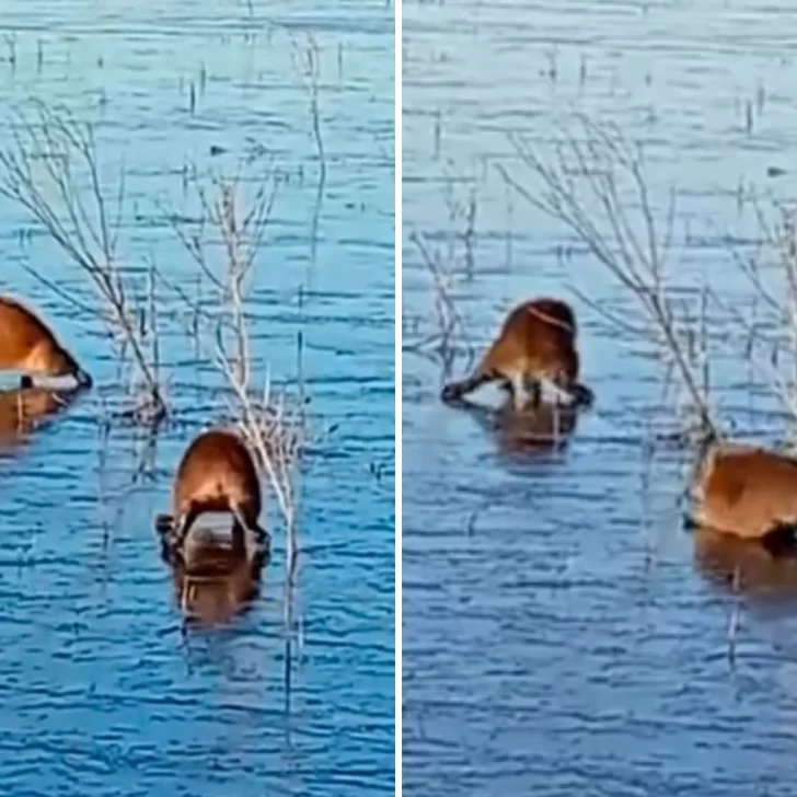 Ola de frío histórica en Corrientes: dos carpinchos se metieron a una laguna congelada y terminaron “patinando” desorientados sobre el hielo  