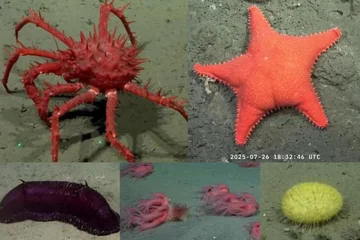 Transmisión del CONICET a 3.900 metros de profundidad: cómo seguirla en vivo Transmisión del CONICET a 3.900 metros de profundidad: cómo seguirla en vivo