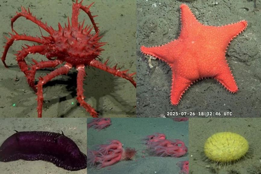 Trabajadores y científicos del CONICET inician paro de 48 horas