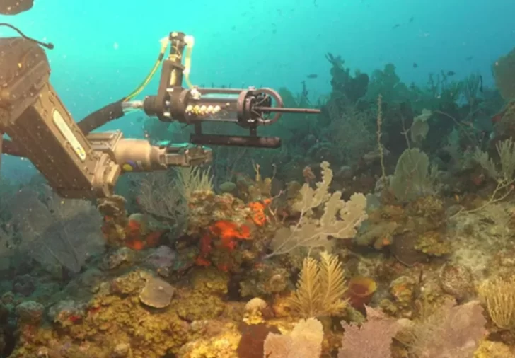 Furor por imágenes en vivo del fondo del mar desde Mar del Plata