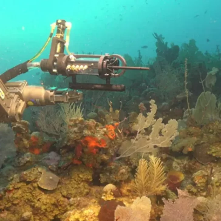 Furor por imágenes en vivo del fondo del mar desde Mar del Plata Furor por imágenes en vivo del fondo del mar desde Mar del Plata