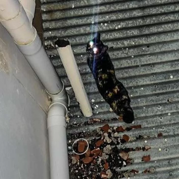 En Río Gallegos: un gato quedó atrapado en el techo de una casa y fue rescatado por bomberos En Río Gallegos: un gato quedó atrapado en el techo de una casa y fue rescatado por bomberos