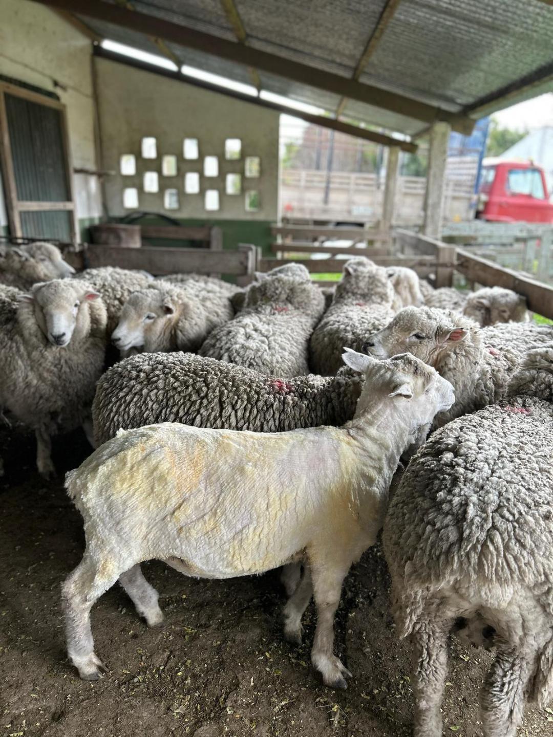 Pellets de lana, una solución cuando no hay calidad  que aporta fertilidad y mejoras en los suelos
