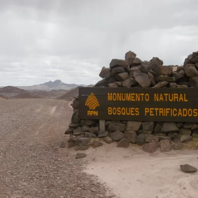 De la madera a la piedra: los gigantes petrificados de la Patagonia