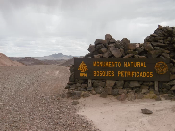 De la madera a la piedra: los gigantes petrificados de la Patagonia