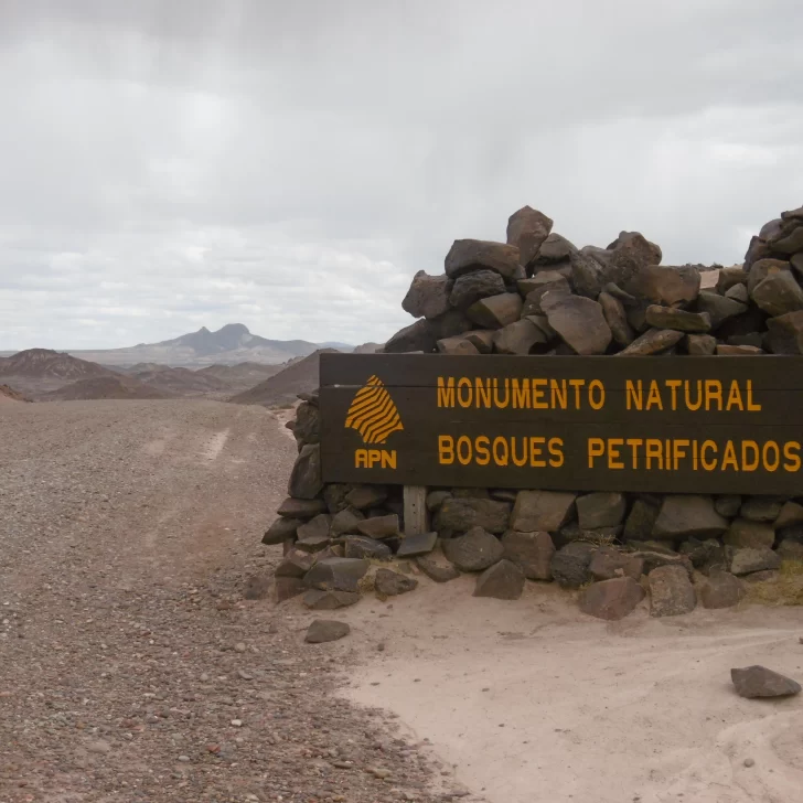 De la madera a la piedra: los gigantes petrificados de la Patagonia