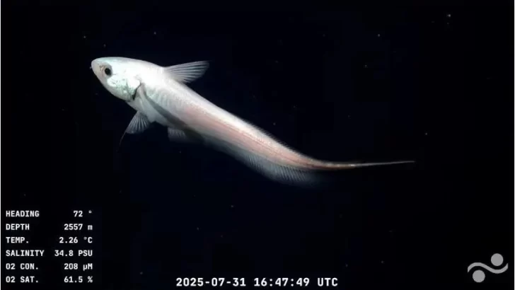 1753980577331-728x410 1753980577331-728x410